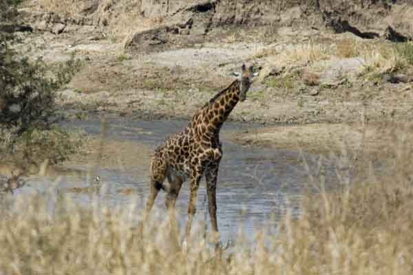 55 - Tanzania - Jirafa - parque nacional de Tarangire